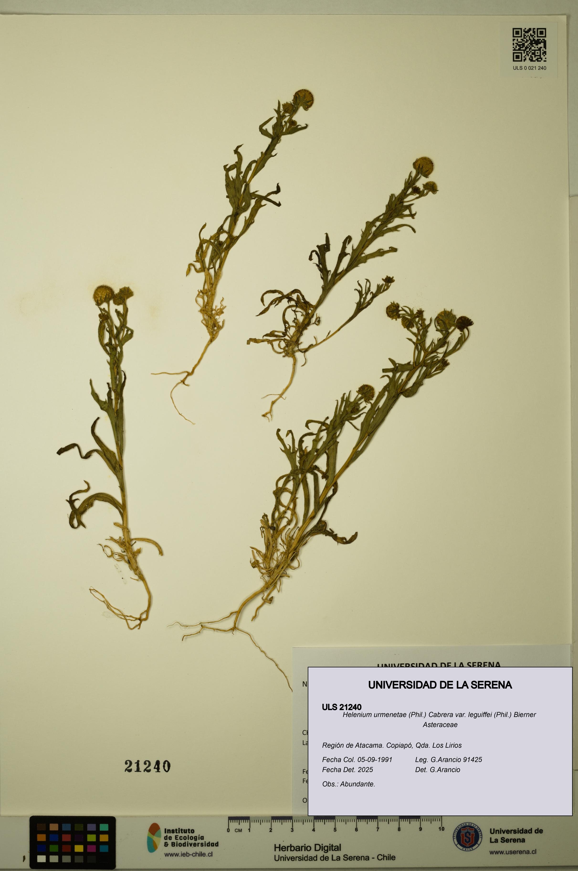 Helenium urmenetae var. leguiffei [Espécimen: ULS:ULS:0021240]