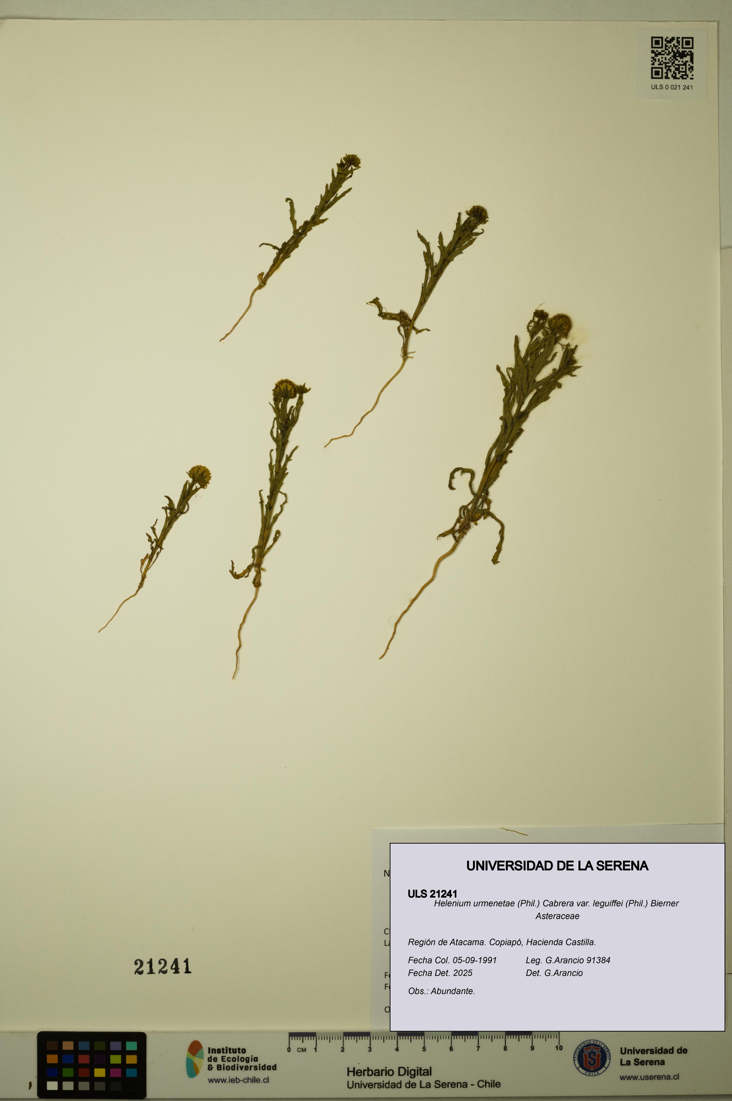 Helenium urmenetae var. leguiffei [Espécimen: ULS:ULS:0021241]