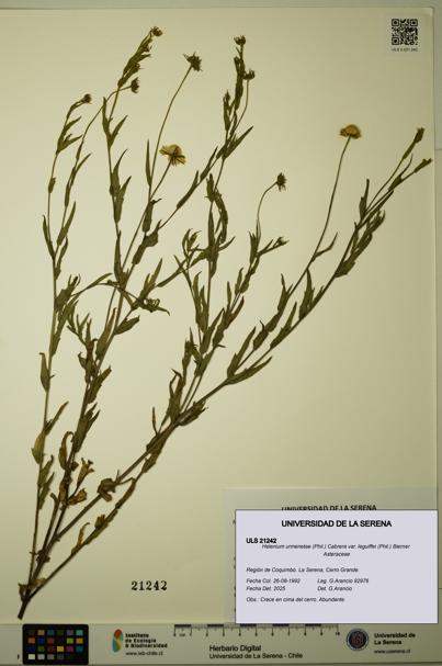 Helenium urmenetae var. leguiffei [Espécimen: ULS:ULS:0021242]