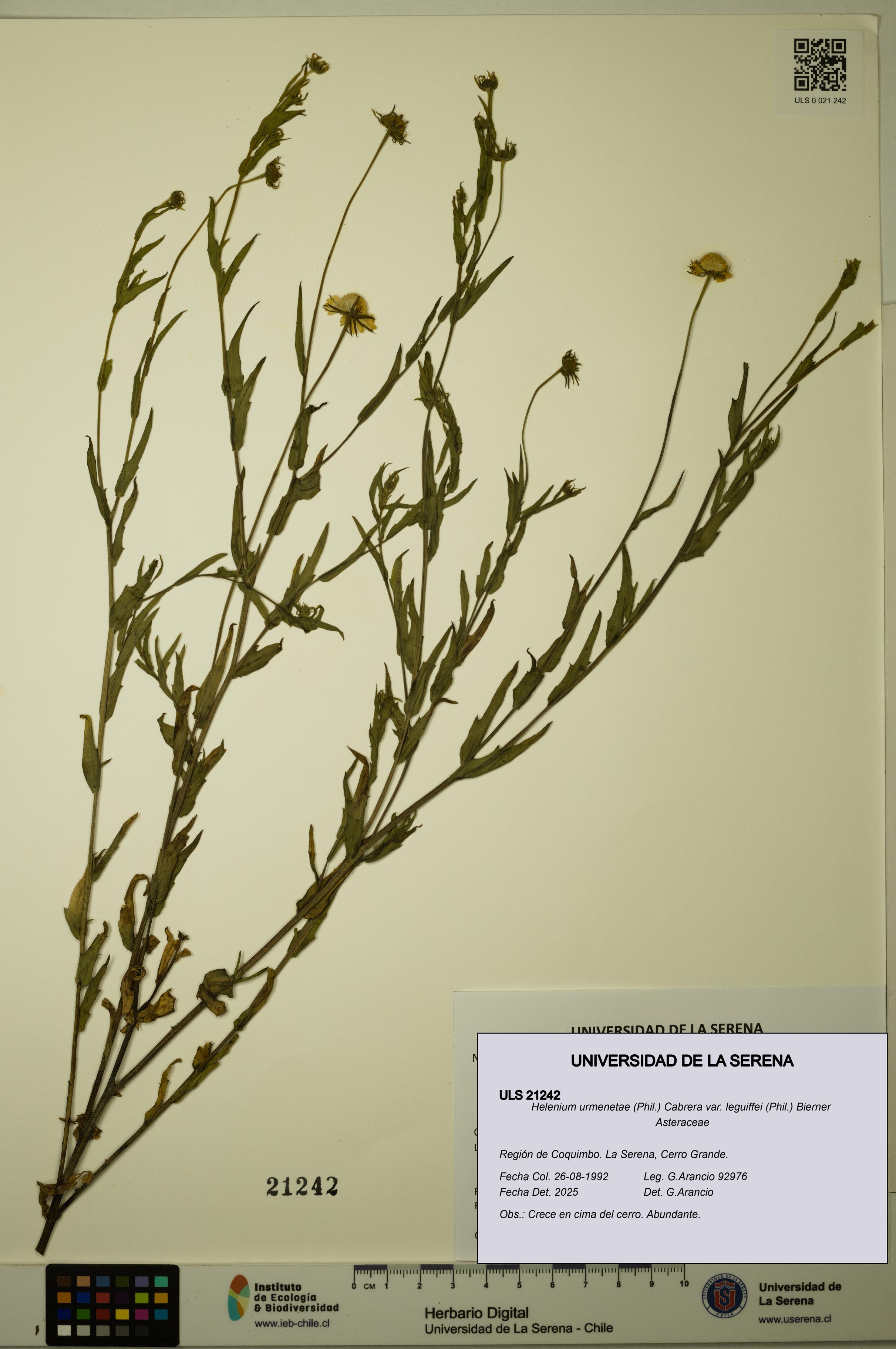 Helenium urmenetae var. leguiffei [Espécimen: ULS:ULS:0021242]