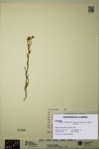 Helenium urmenetae var. leguiffei [Espécimen: ULS:ULS:0021243]