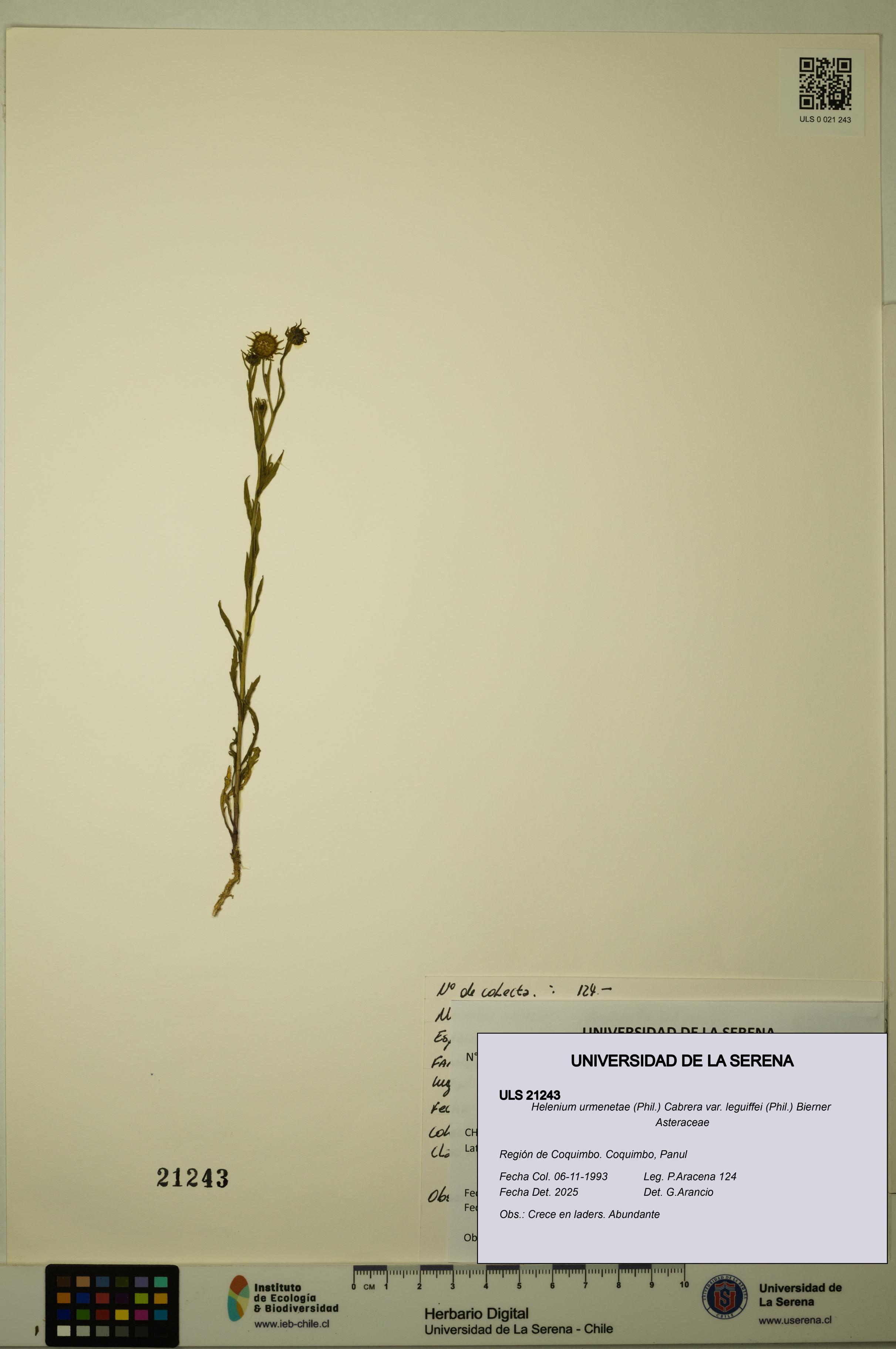 Helenium urmenetae var. leguiffei [Espécimen: ULS:ULS:0021243]