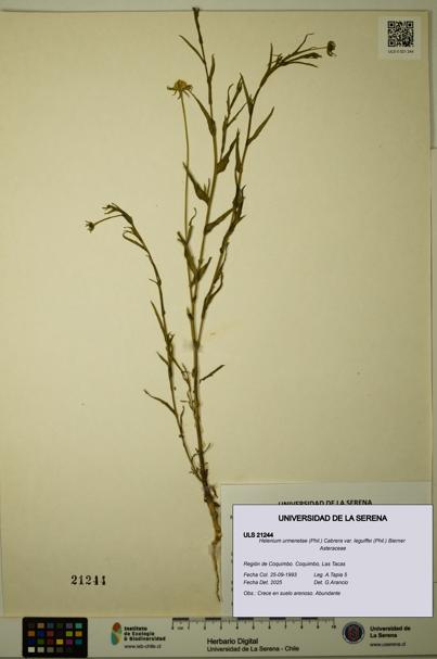 Helenium urmenetae var. leguiffei [Espécimen: ULS:ULS:0021244]