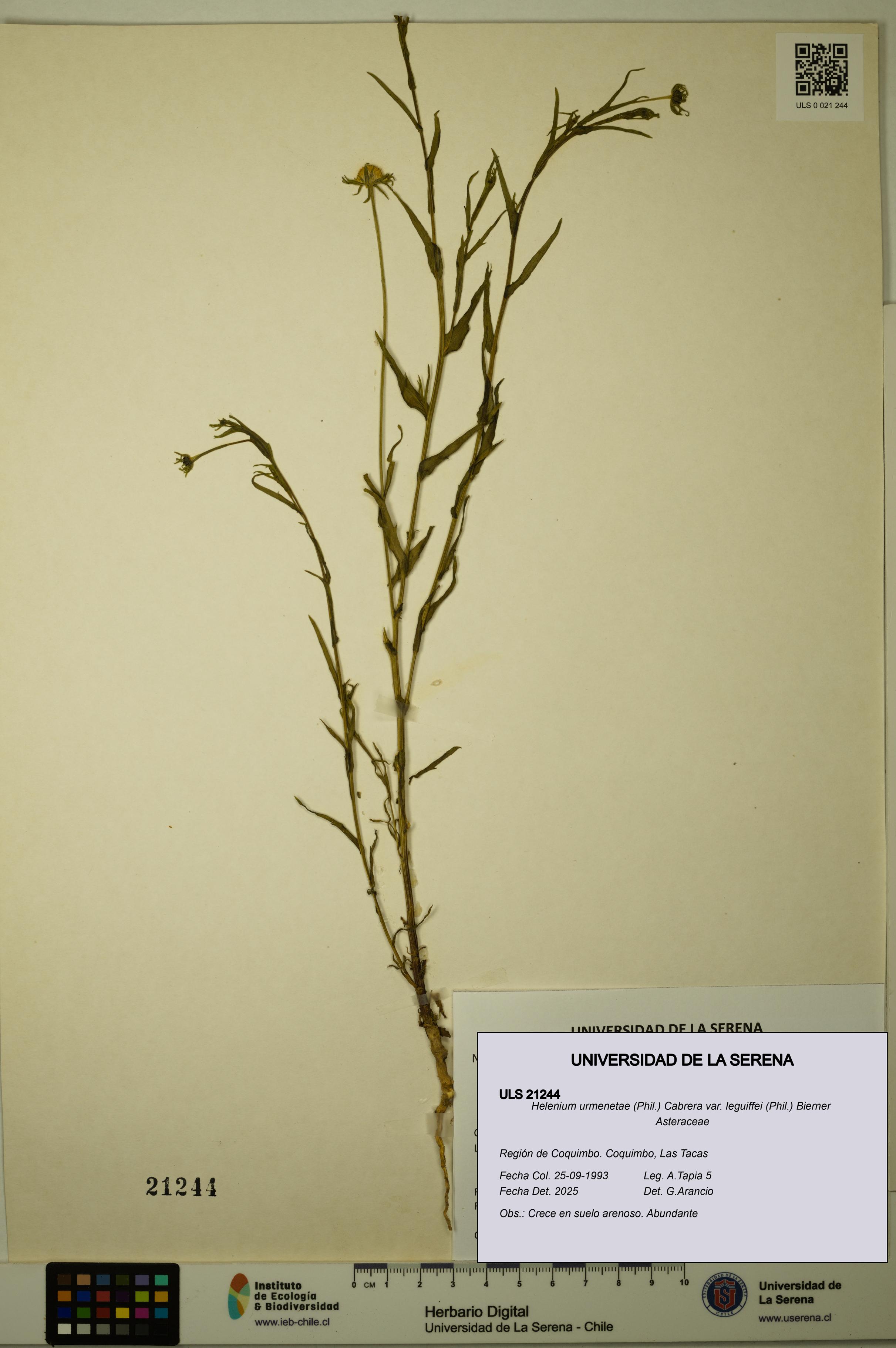 Helenium urmenetae var. leguiffei [Espécimen: ULS:ULS:0021244]
