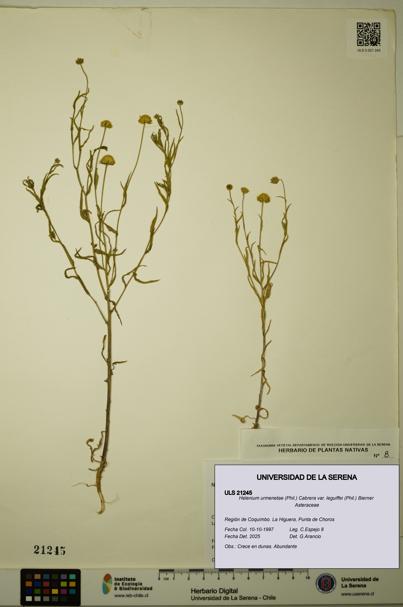 Helenium urmenetae var. leguiffei [Espécimen: ULS:ULS:0021245]
