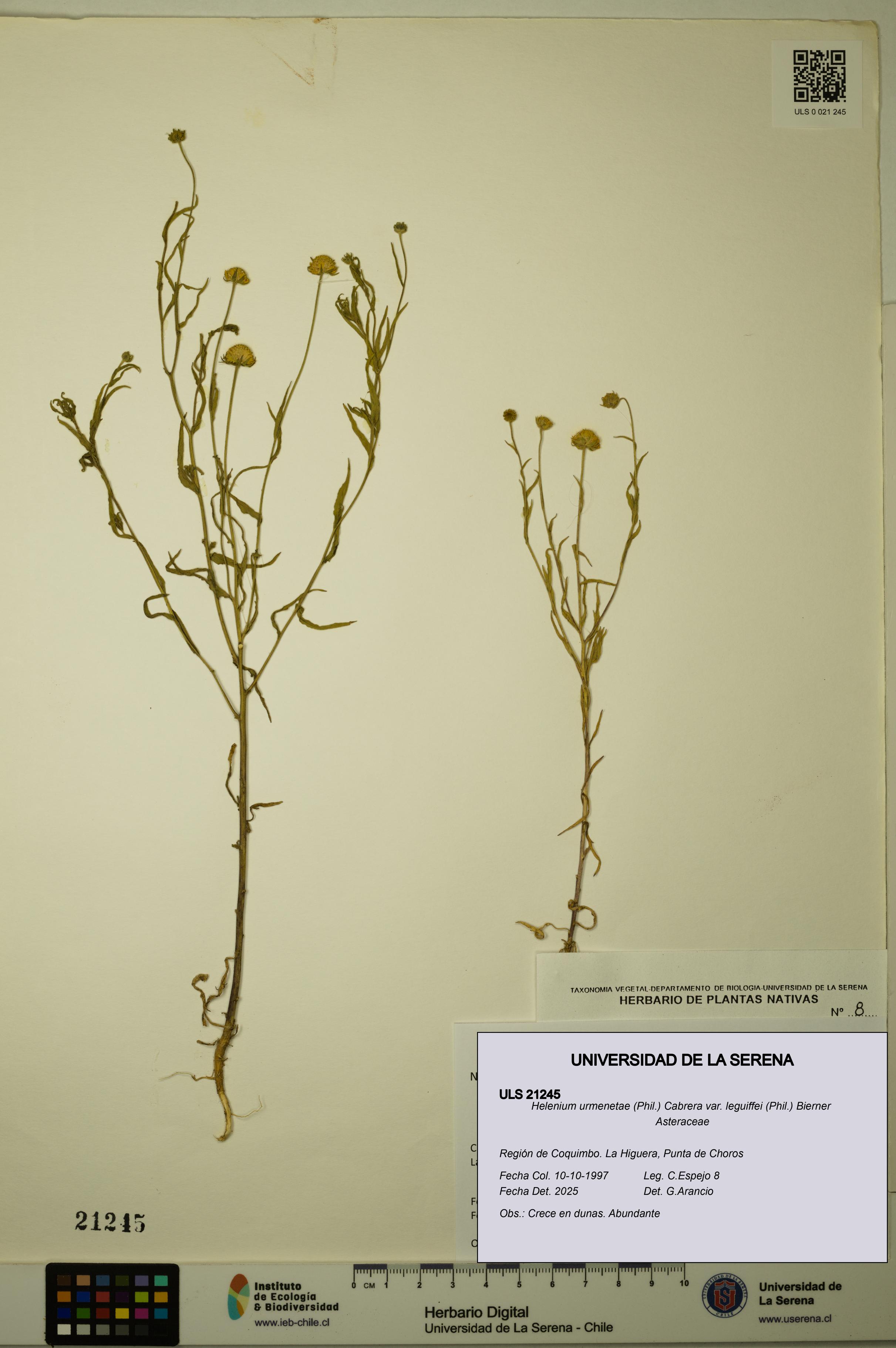 Helenium urmenetae var. leguiffei [Espécimen: ULS:ULS:0021245]