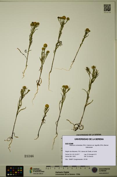 Helenium urmenetae var. leguiffei [Espécimen: ULS:ULS:0021246]