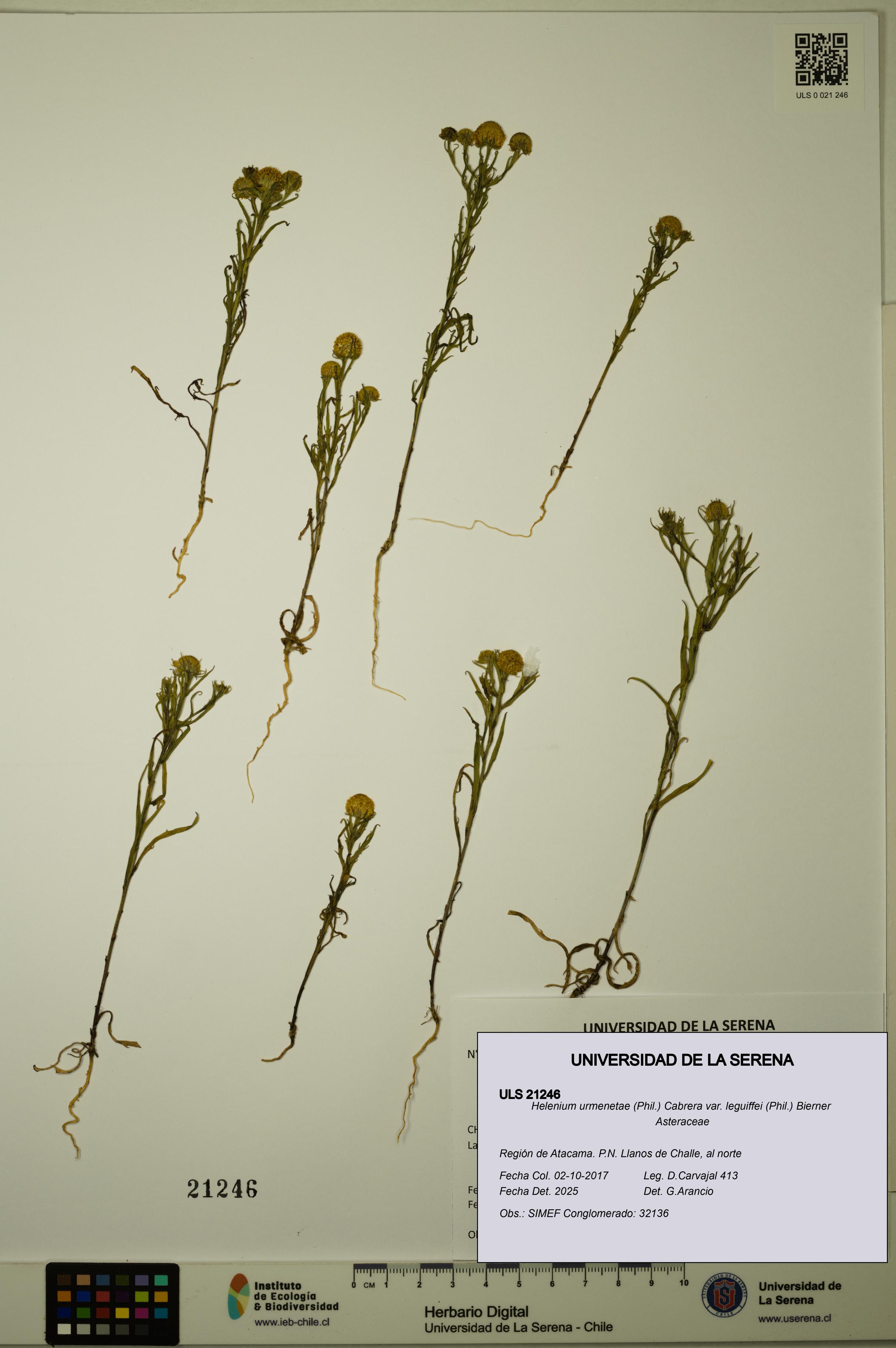 Helenium urmenetae var. leguiffei [Espécimen: ULS:ULS:0021246]