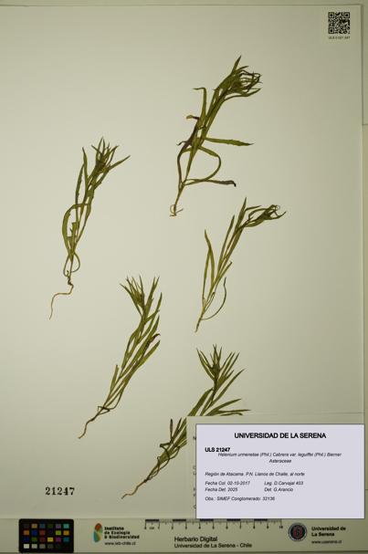 Helenium urmenetae var. leguiffei [Espécimen: ULS:ULS:0021247]