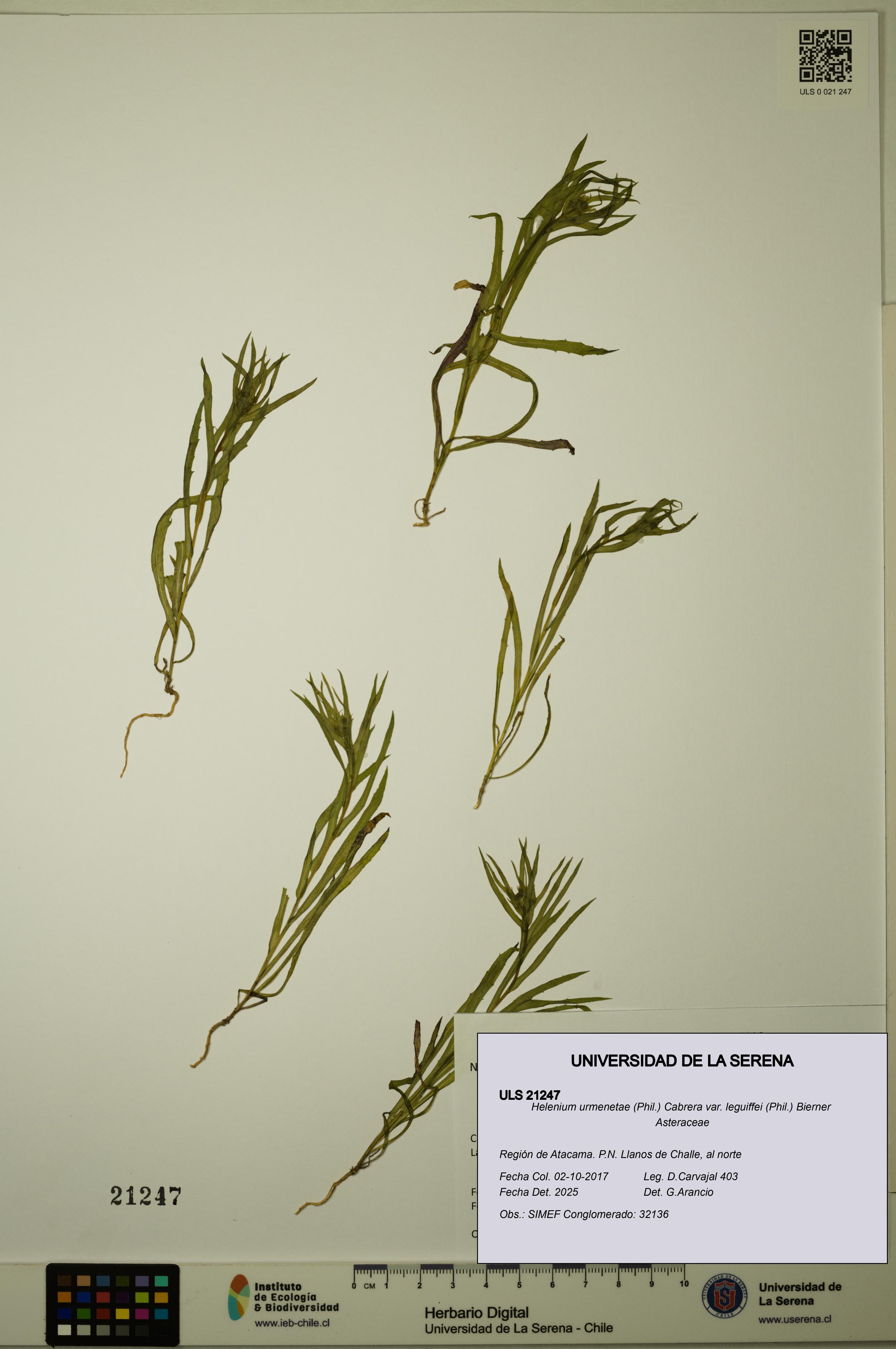 Helenium urmenetae var. leguiffei [Espécimen: ULS:ULS:0021247]