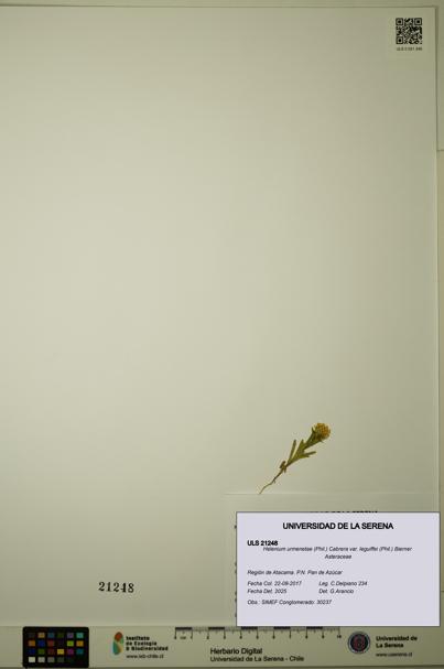 Helenium urmenetae var. leguiffei [Espécimen: ULS:ULS:0021248]