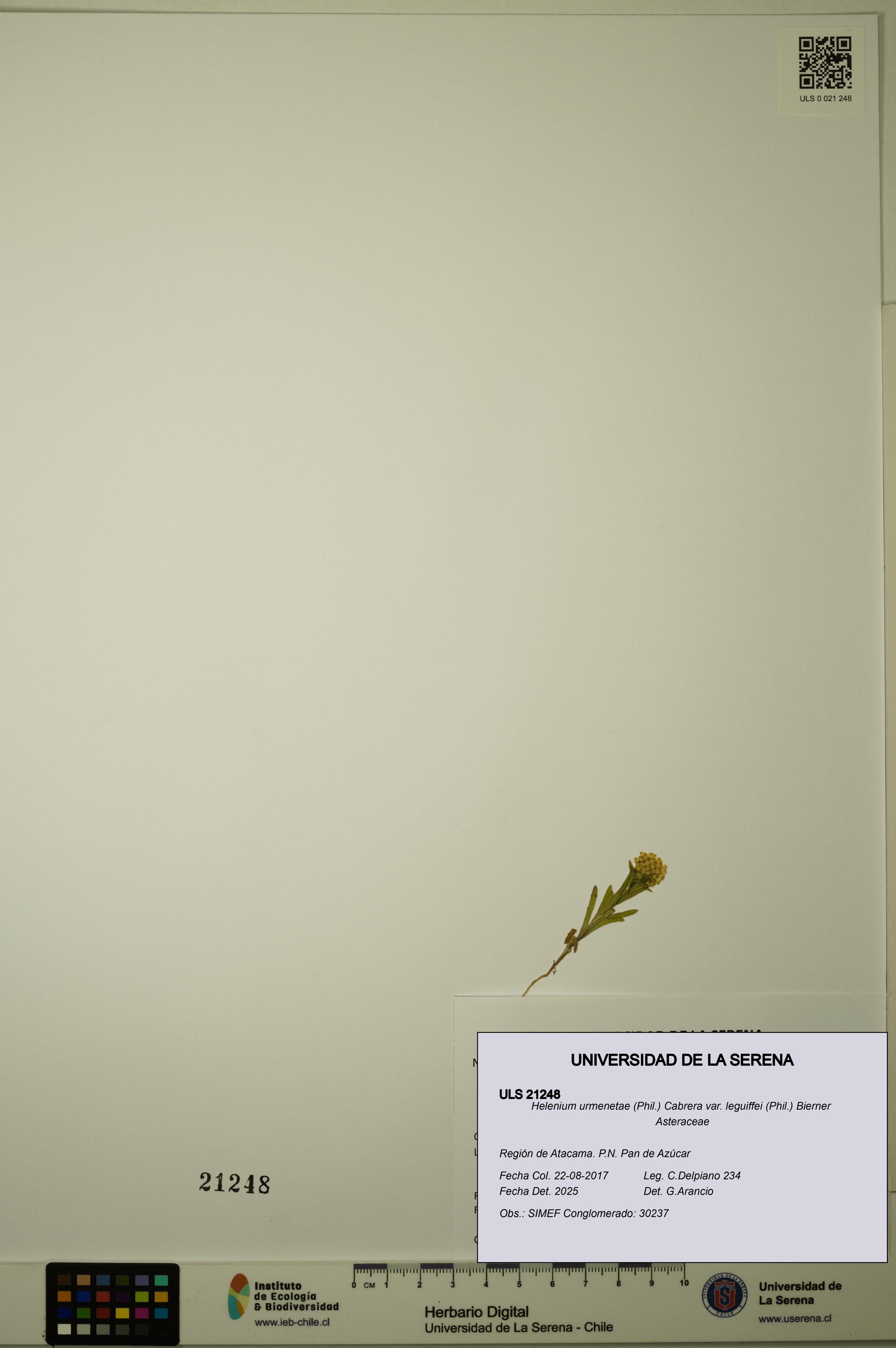 Helenium urmenetae var. leguiffei [Espécimen: ULS:ULS:0021248]