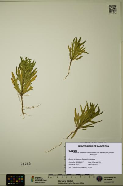 Helenium urmenetae var. leguiffei [Espécimen: ULS:ULS:0021249]