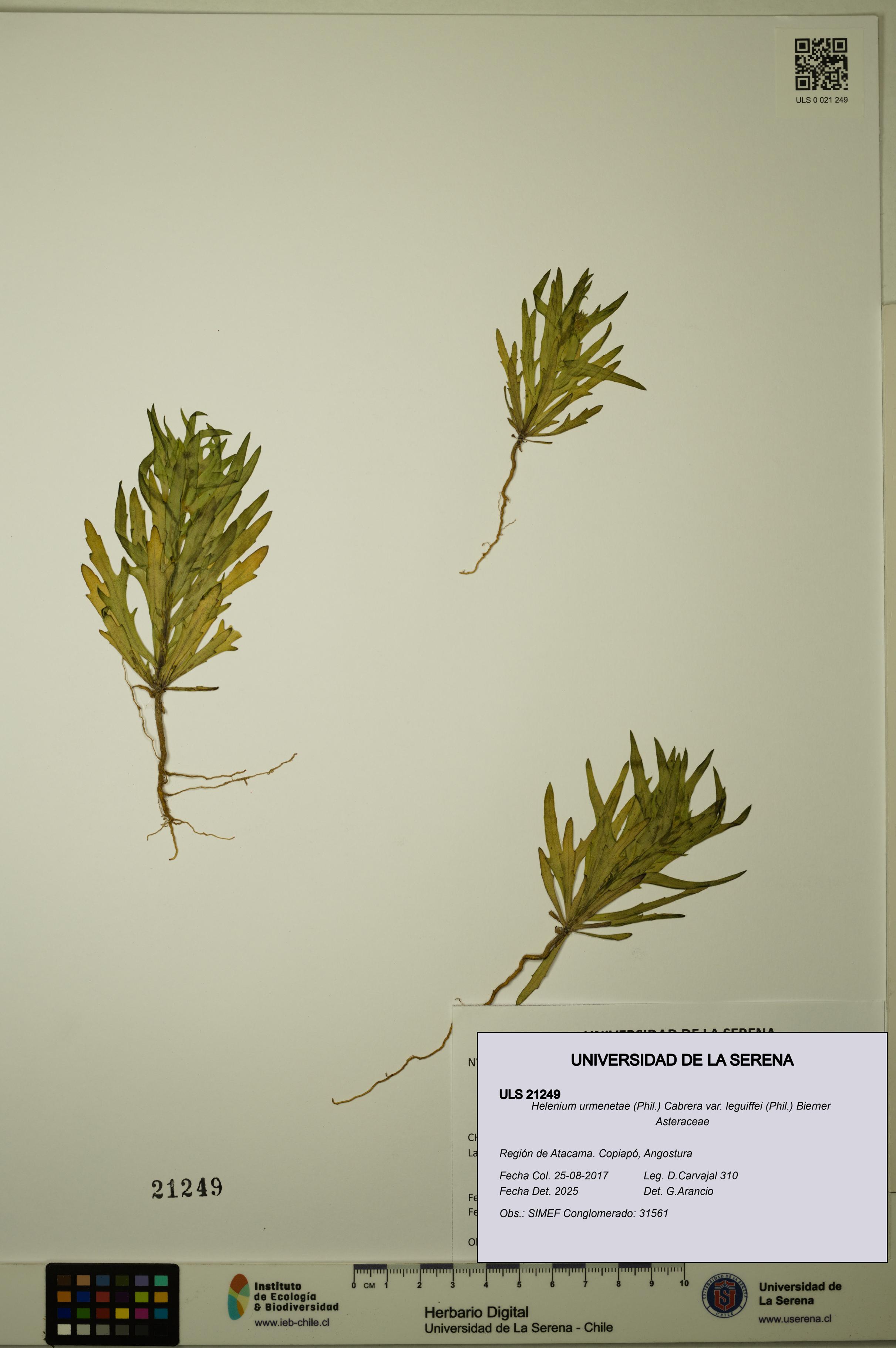 Helenium urmenetae var. leguiffei [Espécimen: ULS:ULS:0021249]