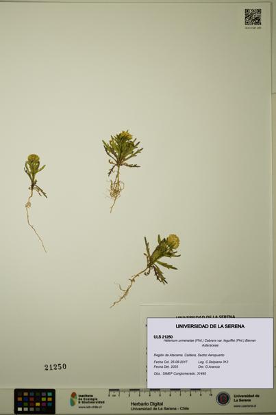 Helenium urmenetae var. leguiffei [Espécimen: ULS:ULS:0021250]