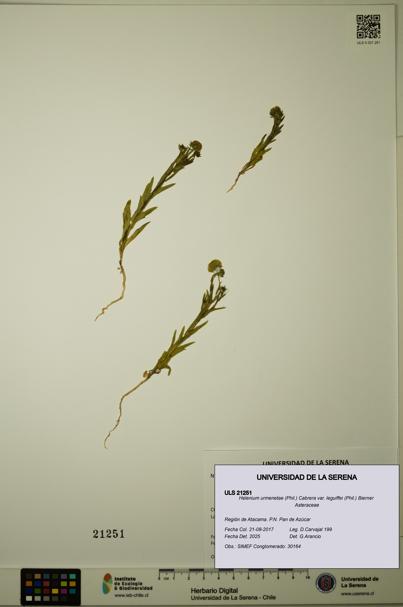 Helenium urmenetae var. leguiffei [Espécimen: ULS:ULS:0021251]