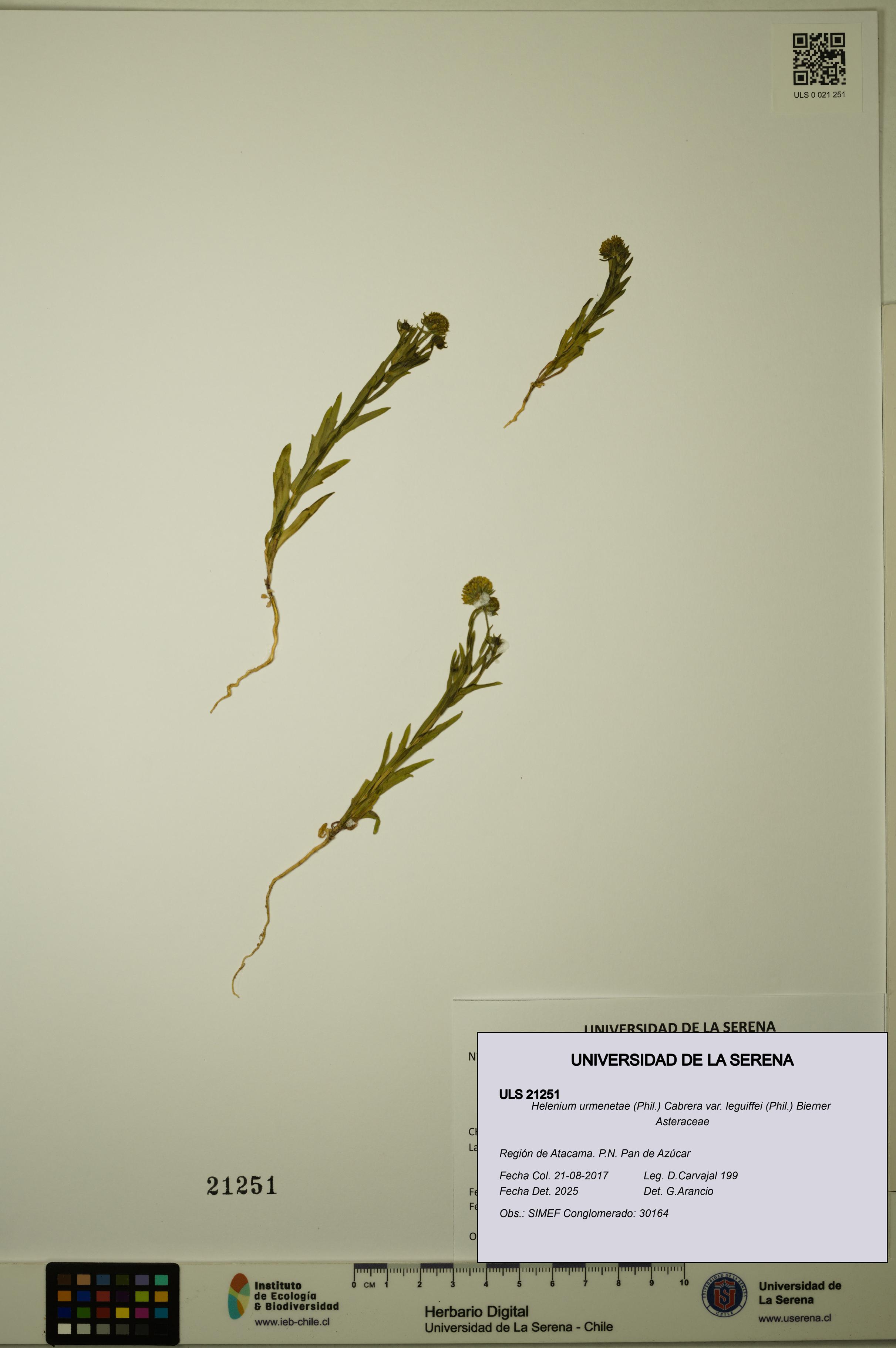 Helenium urmenetae var. leguiffei [Espécimen: ULS:ULS:0021251]