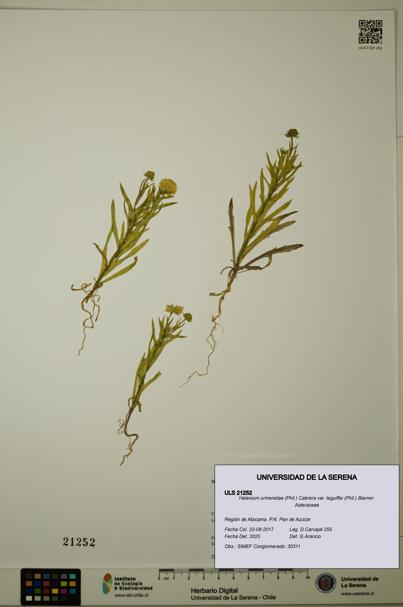Helenium urmenetae var. leguiffei [Espécimen: ULS:ULS:0021252]