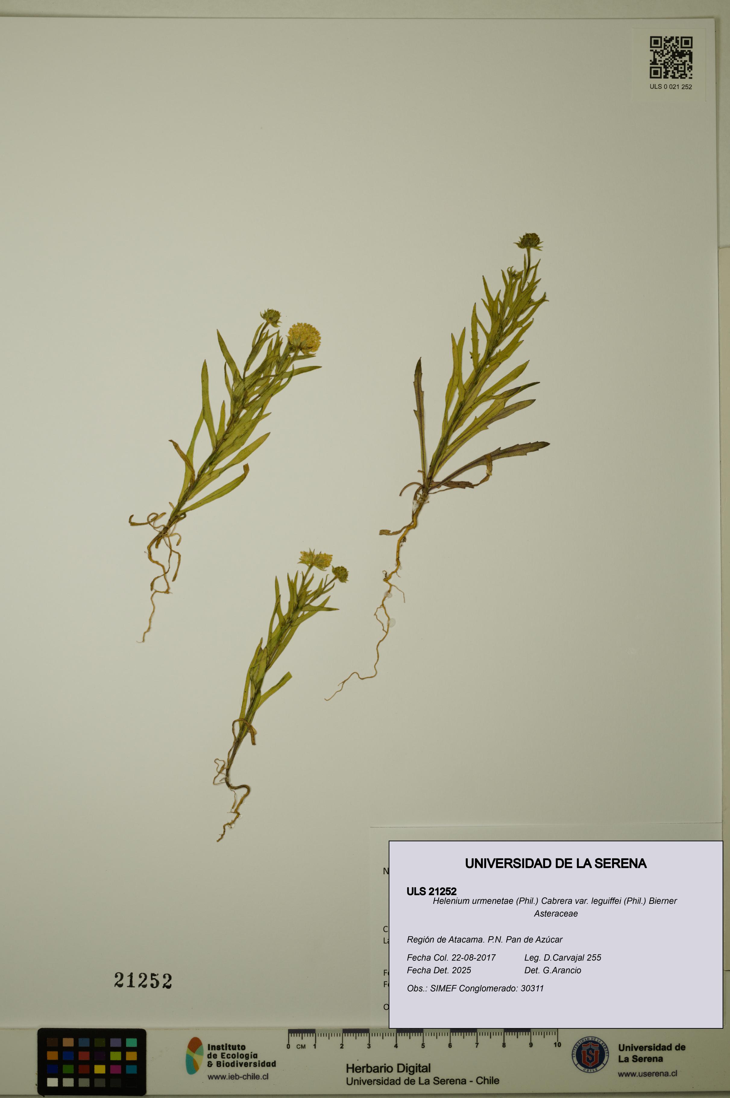 Helenium urmenetae var. leguiffei [Espécimen: ULS:ULS:0021252]