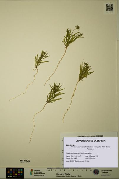 Helenium urmenetae var. leguiffei [Espécimen: ULS:ULS:0021253]