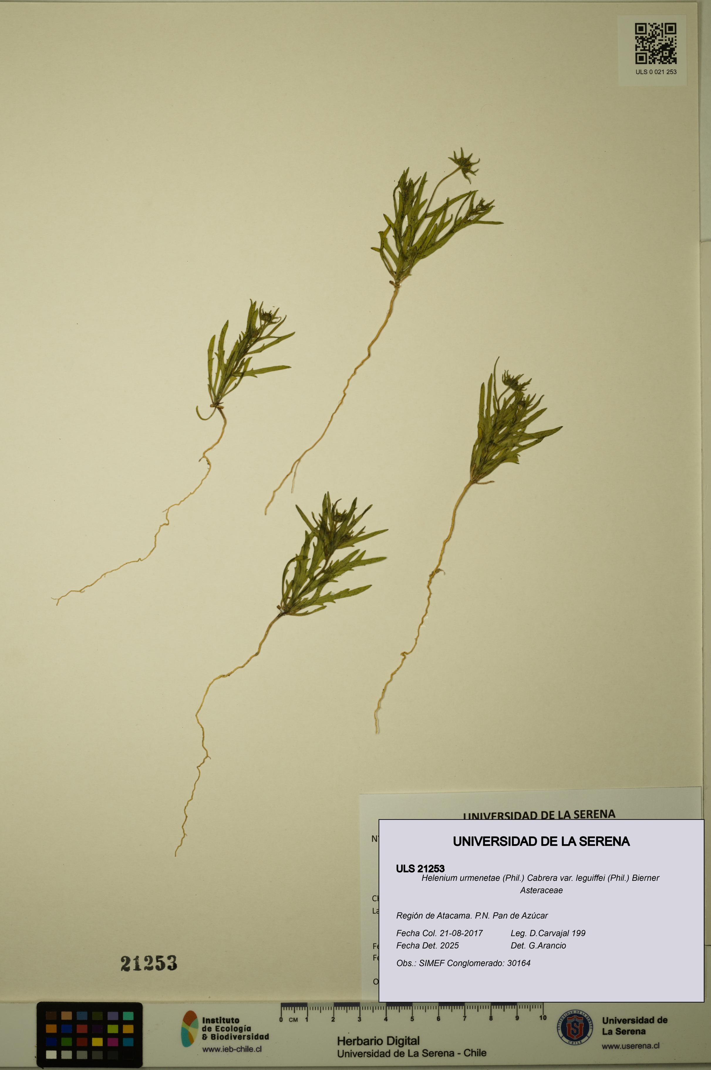 Helenium urmenetae var. leguiffei [Espécimen: ULS:ULS:0021253]