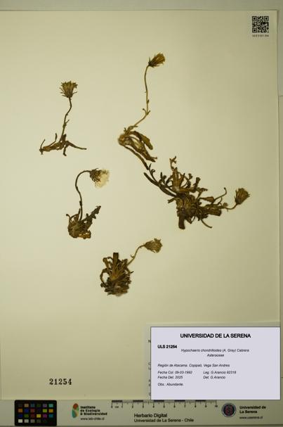 Hypochaeris chondrilloides [Espécimen: ULS:ULS:0021254]