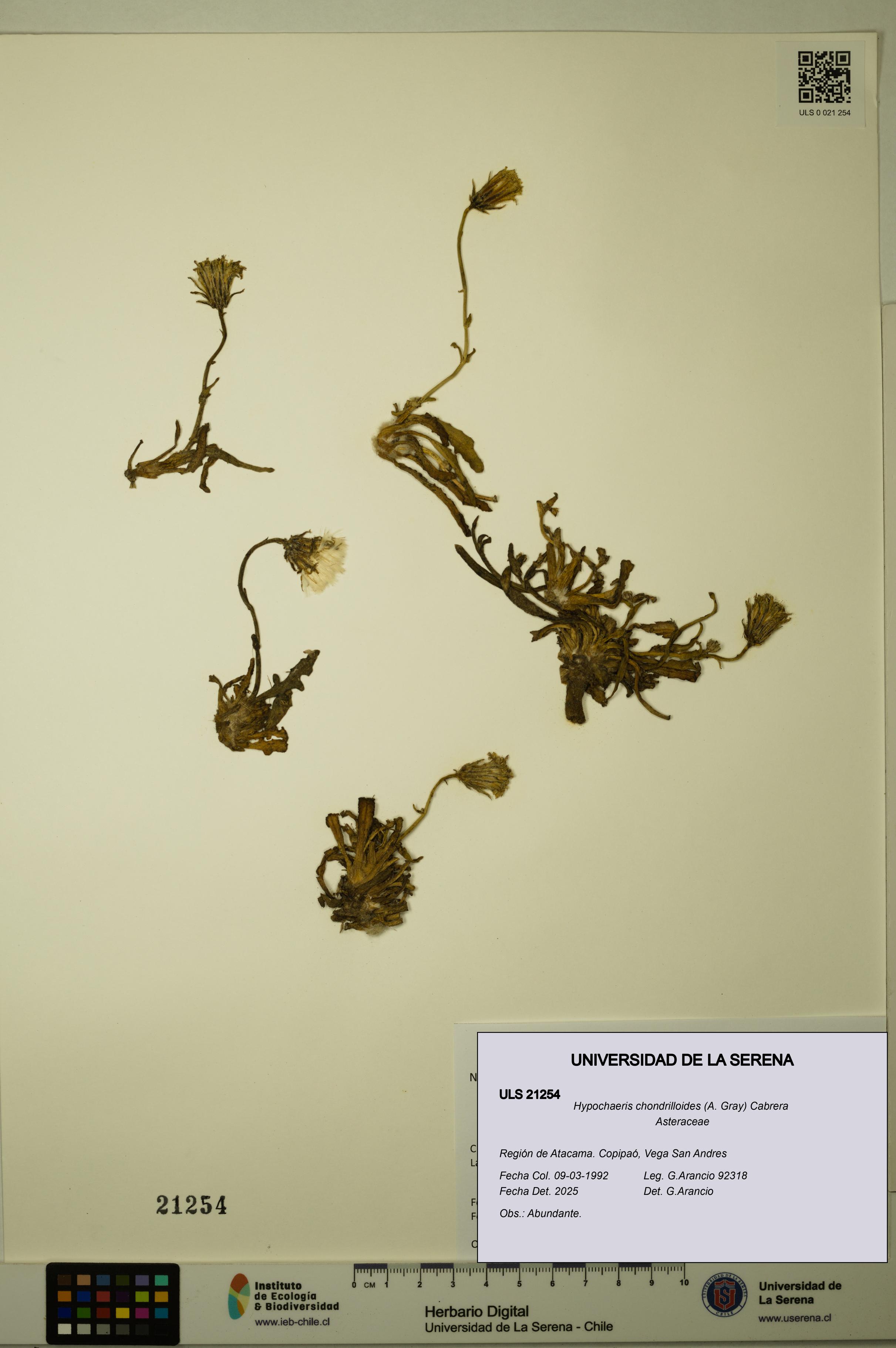 Hypochaeris chondrilloides [Espécimen: ULS:ULS:0021254]