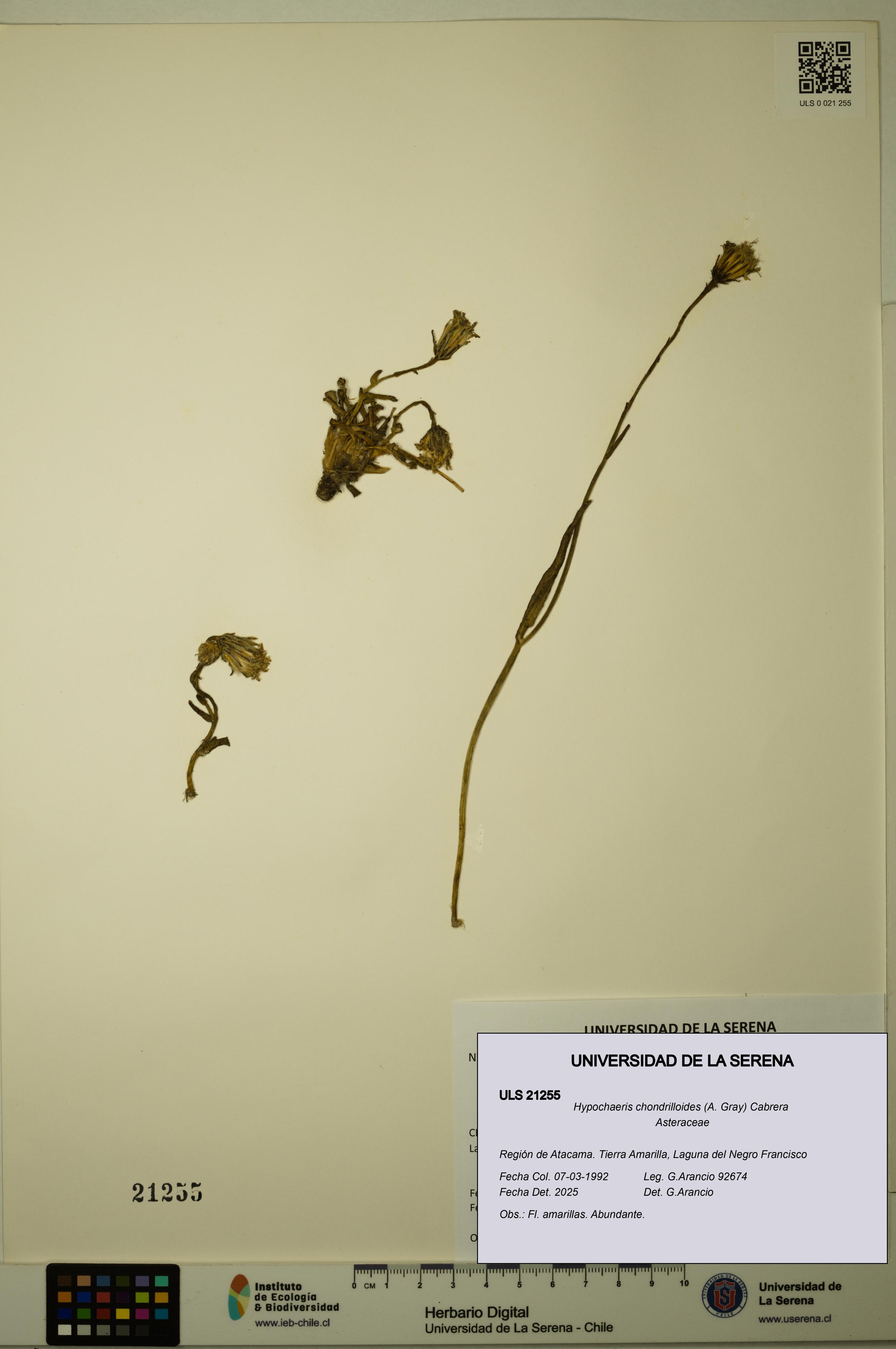 Hypochaeris chondrilloides [Espécimen: ULS:ULS:0021255]