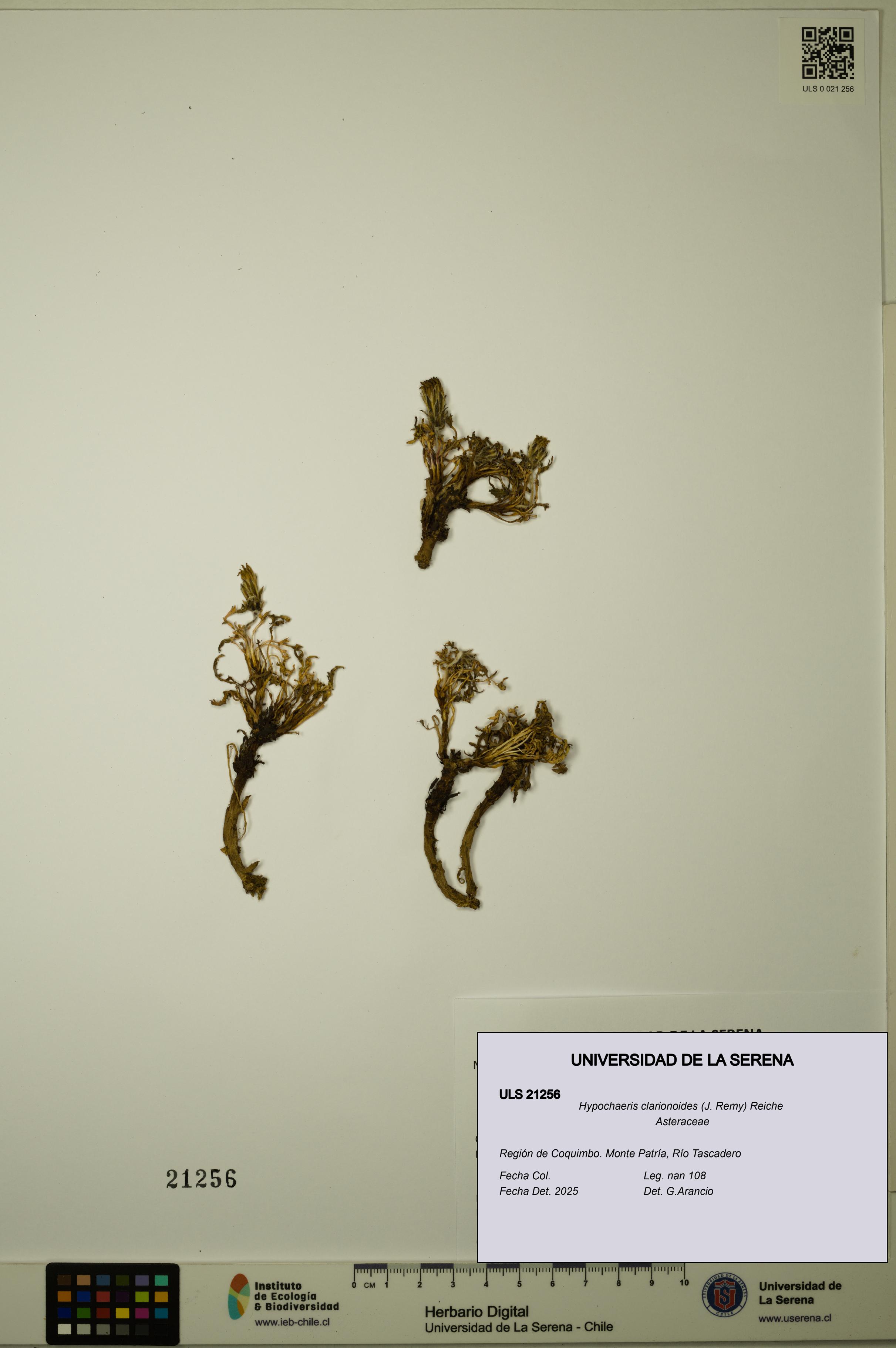 Hypochaeris clarionoides [Espécimen: ULS:ULS:0021256]