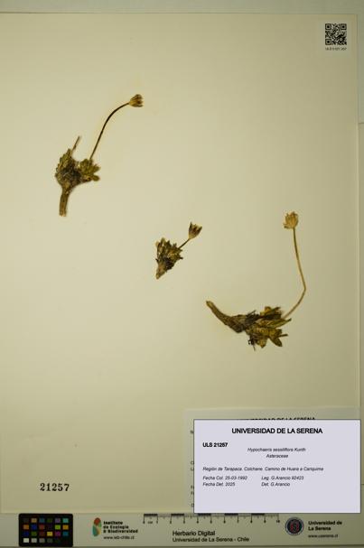 Hypochaeris sessiliflora [Espécimen: ULS:ULS:0021257]