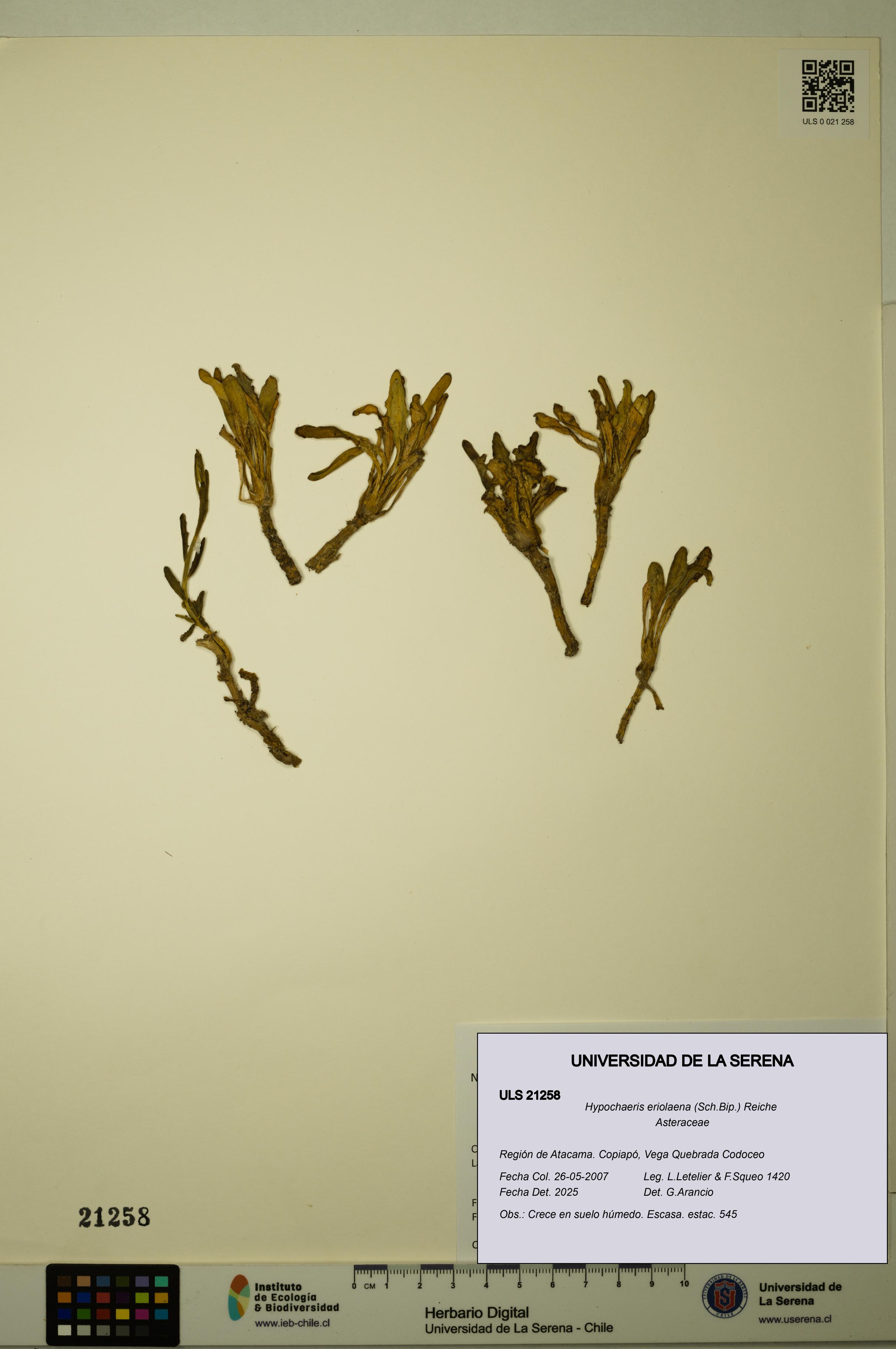 Hypochaeris eriolaena [Espécimen: ULS:ULS:0021258]