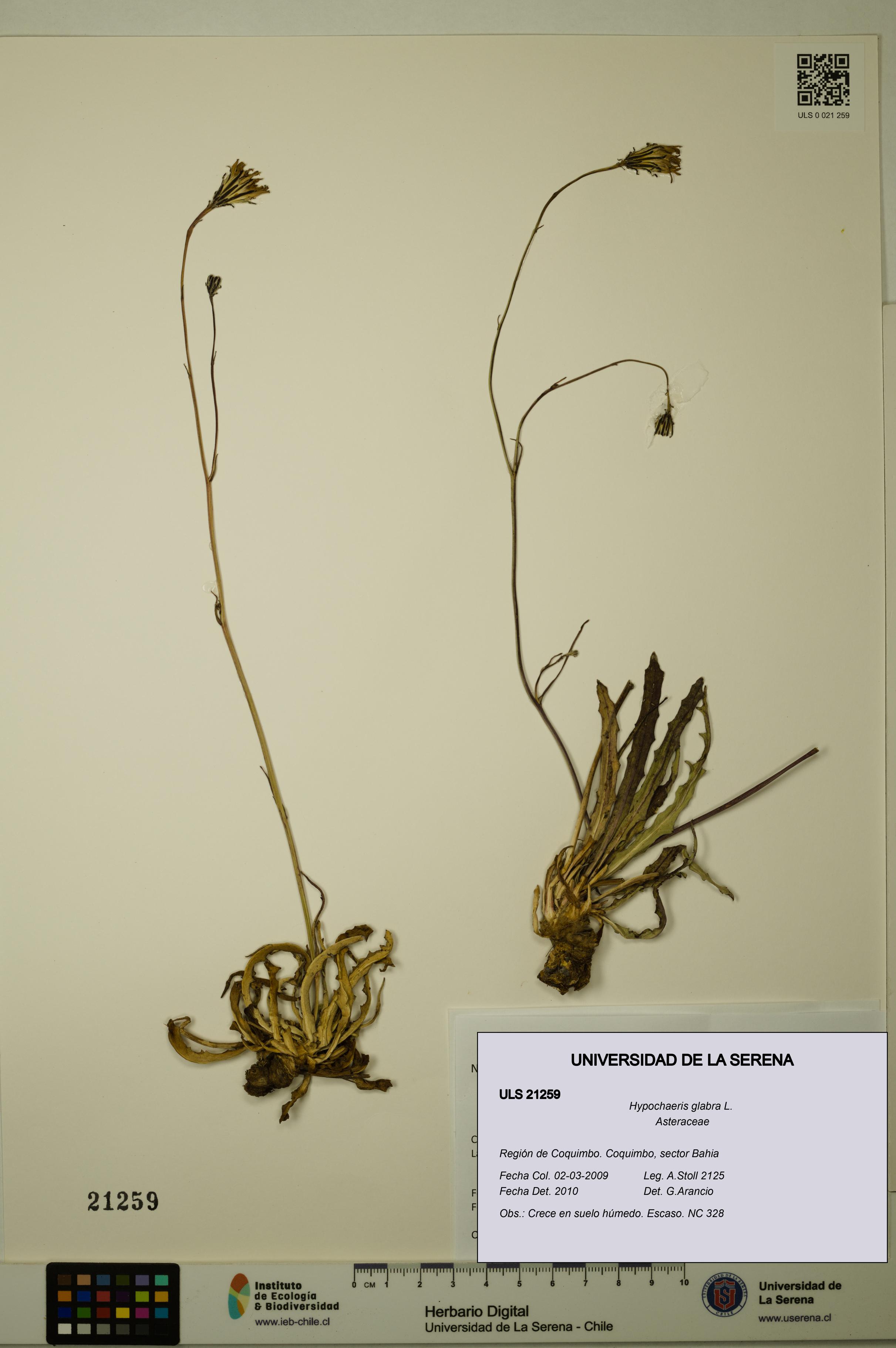 Hypochaeris glabra [Espécimen: ULS:ULS:0021259]