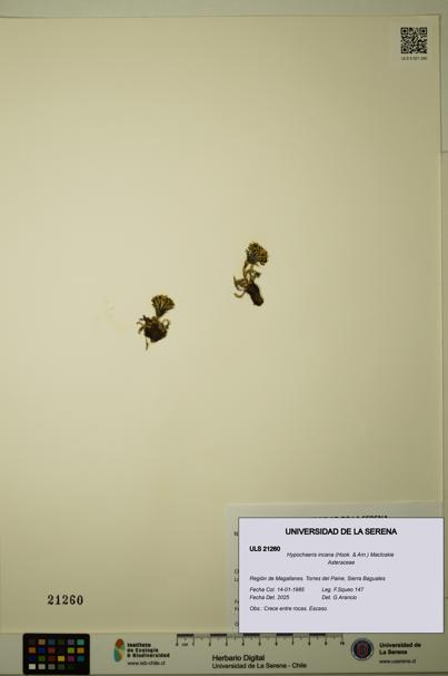 Hypochaeris incana [Espécimen: ULS:ULS:0021260]