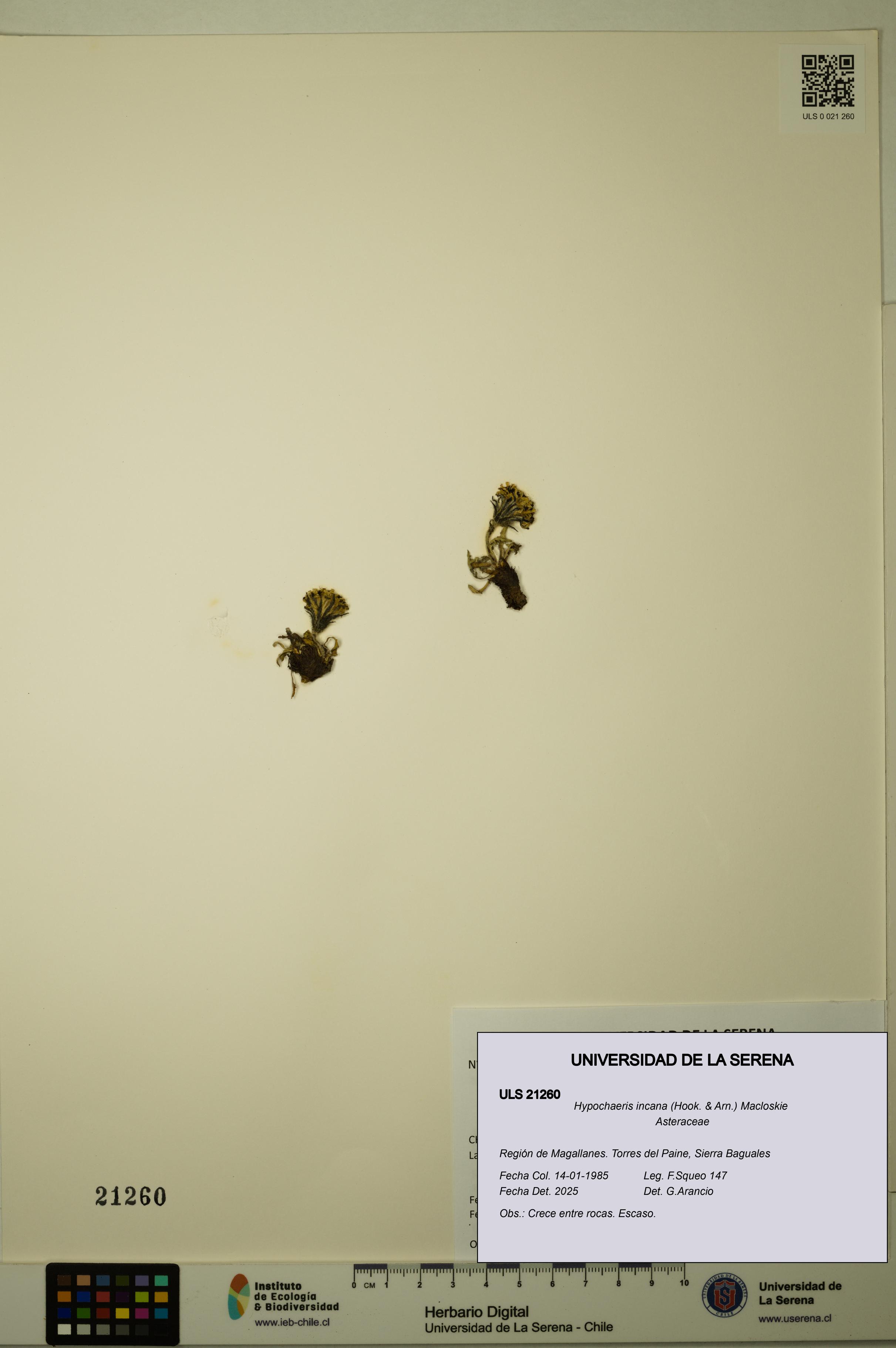 Hypochaeris incana [Espécimen: ULS:ULS:0021260]