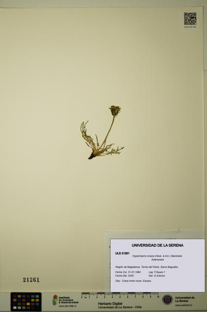 Hypochaeris incana [Espécimen: ULS:ULS:0021261]