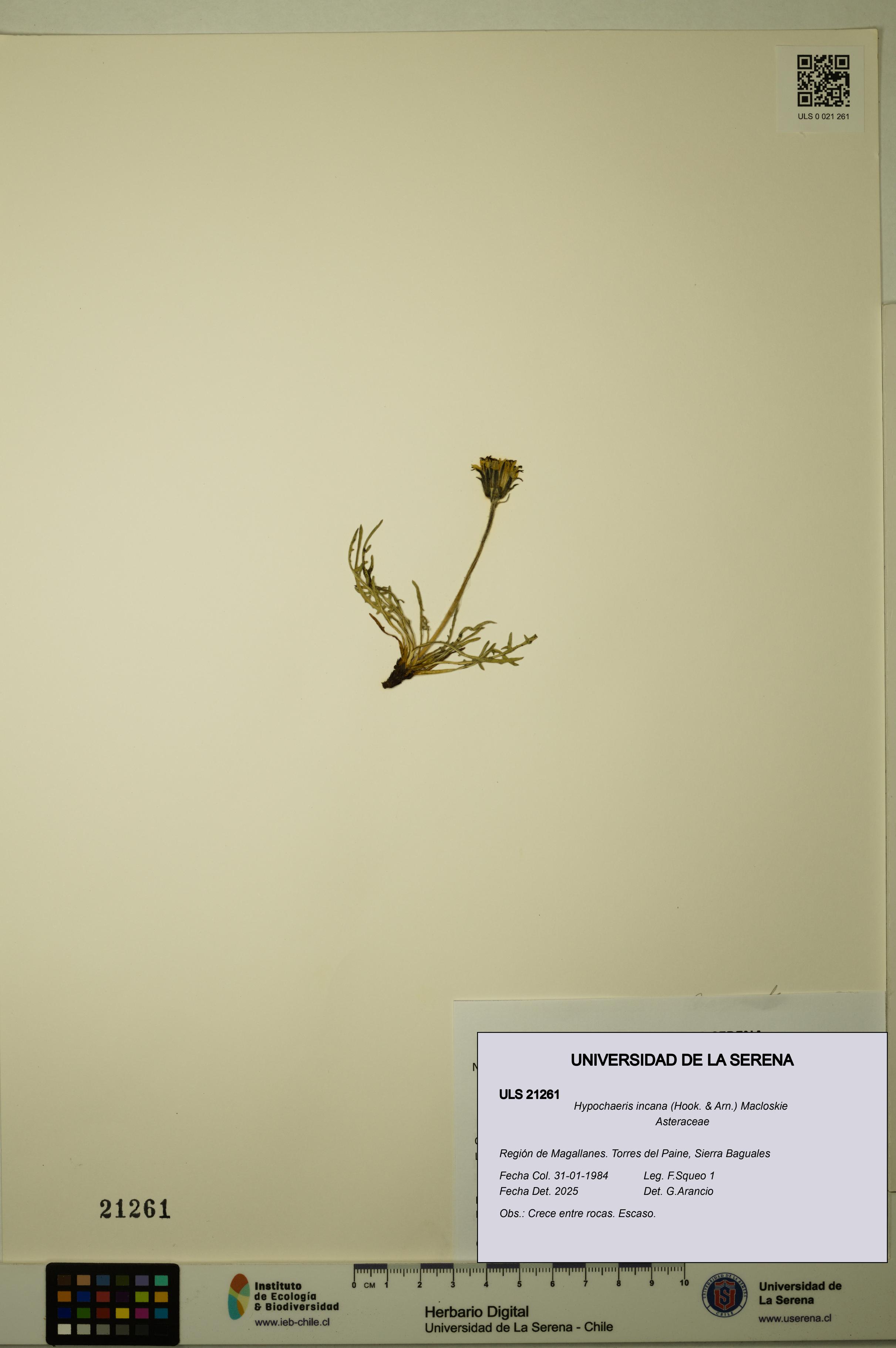 Hypochaeris incana [Espécimen: ULS:ULS:0021261]