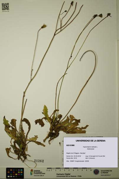 Hypochaeris radicata [Espécimen: ULS:ULS:0021262]