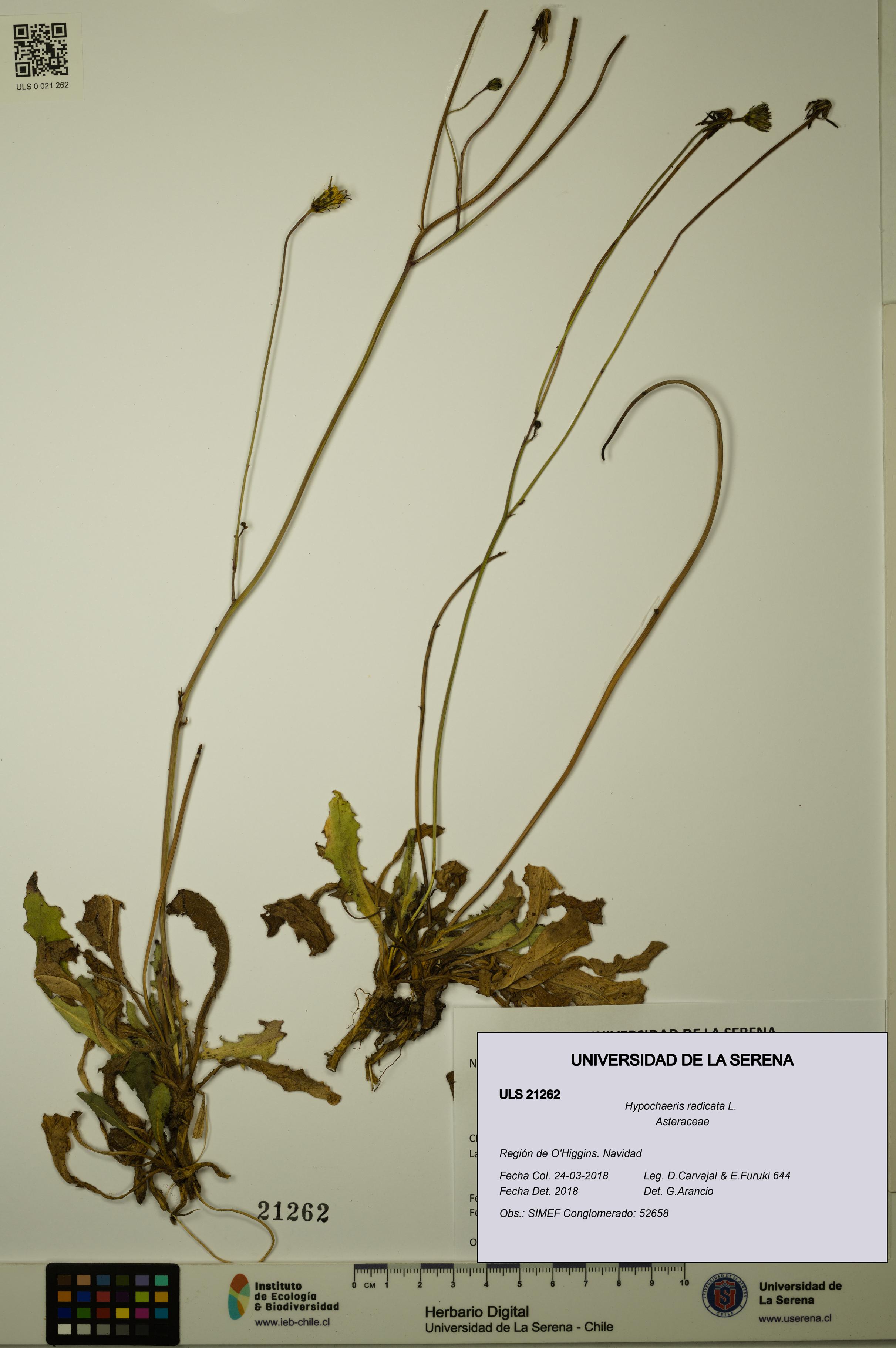 Hypochaeris radicata [Espécimen: ULS:ULS:0021262]