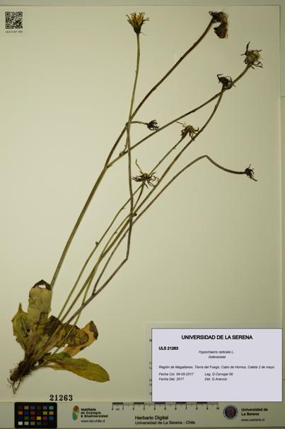 Hypochaeris radicata [Espécimen: ULS:ULS:0021263]