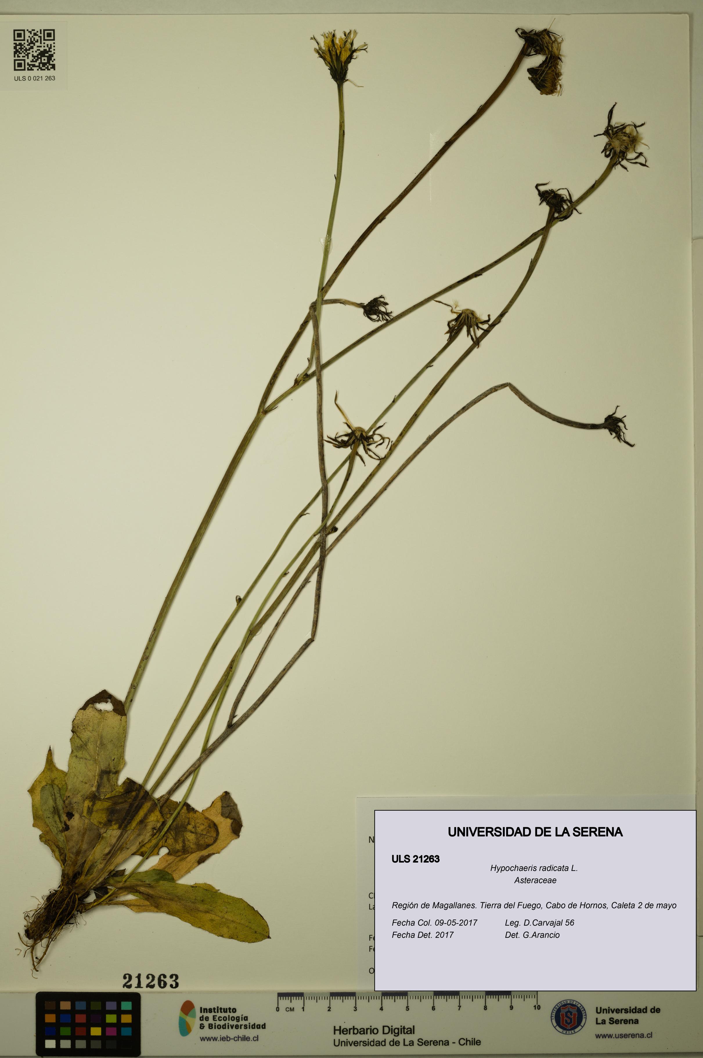 Hypochaeris radicata [Espécimen: ULS:ULS:0021263]