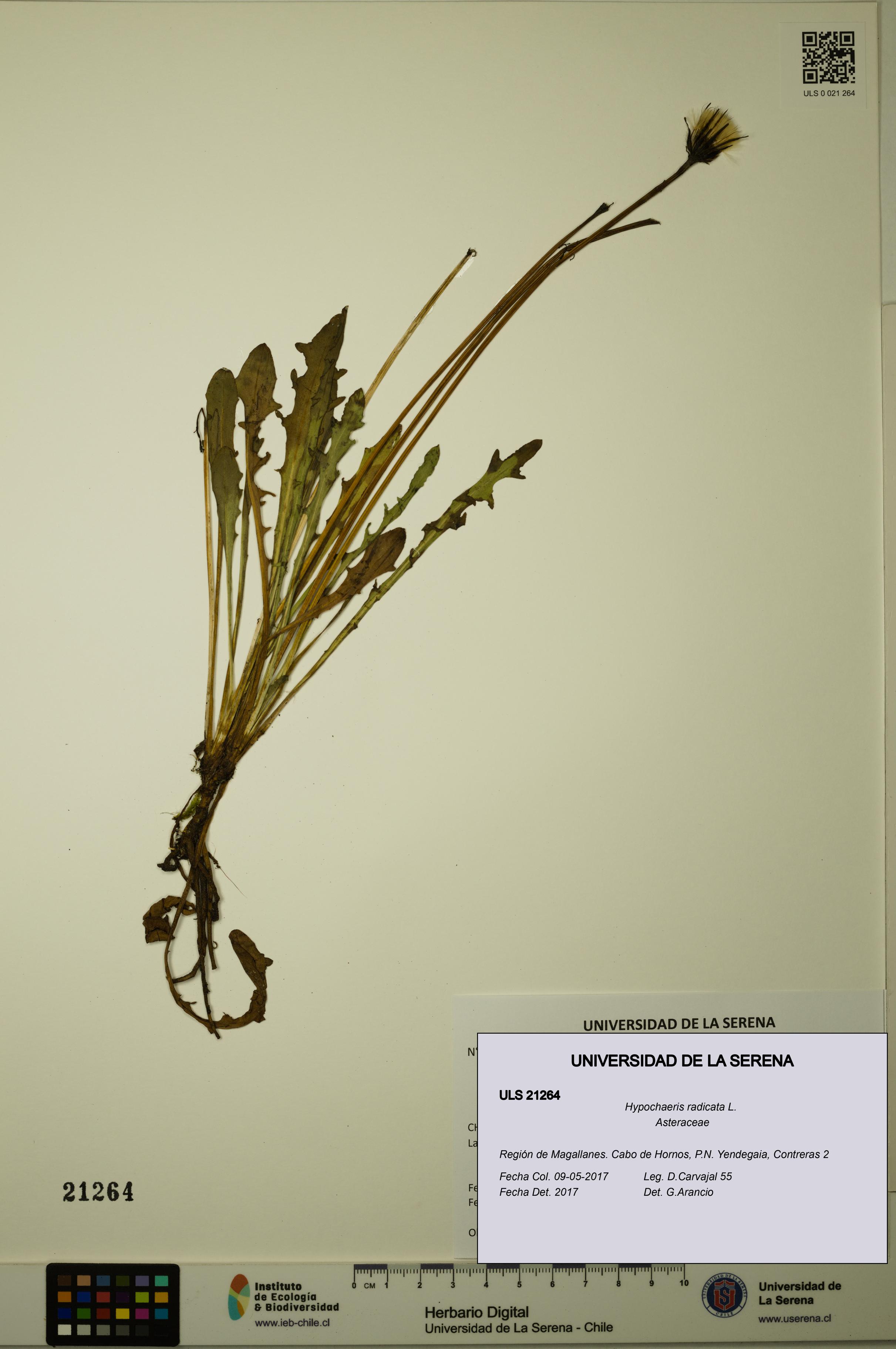 Hypochaeris radicata [Espécimen: ULS:ULS:0021264]