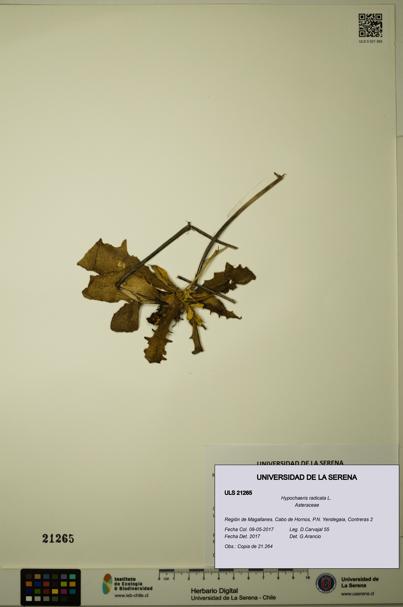 Hypochaeris radicata [Espécimen: ULS:ULS:0021265]
