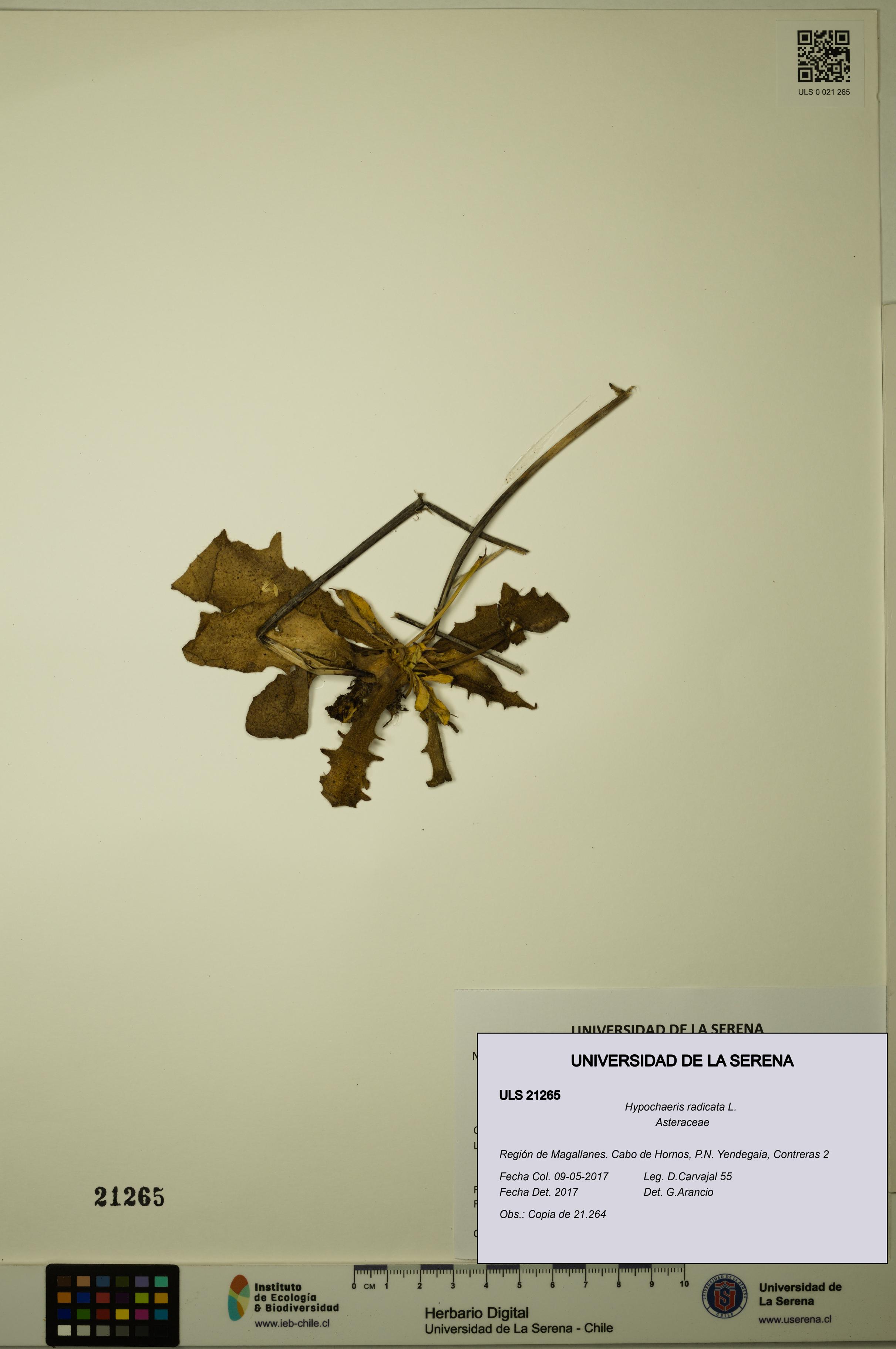 Hypochaeris radicata [Espécimen: ULS:ULS:0021265]