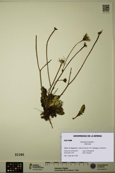 Hypochaeris radicata [Espécimen: ULS:ULS:0021266]