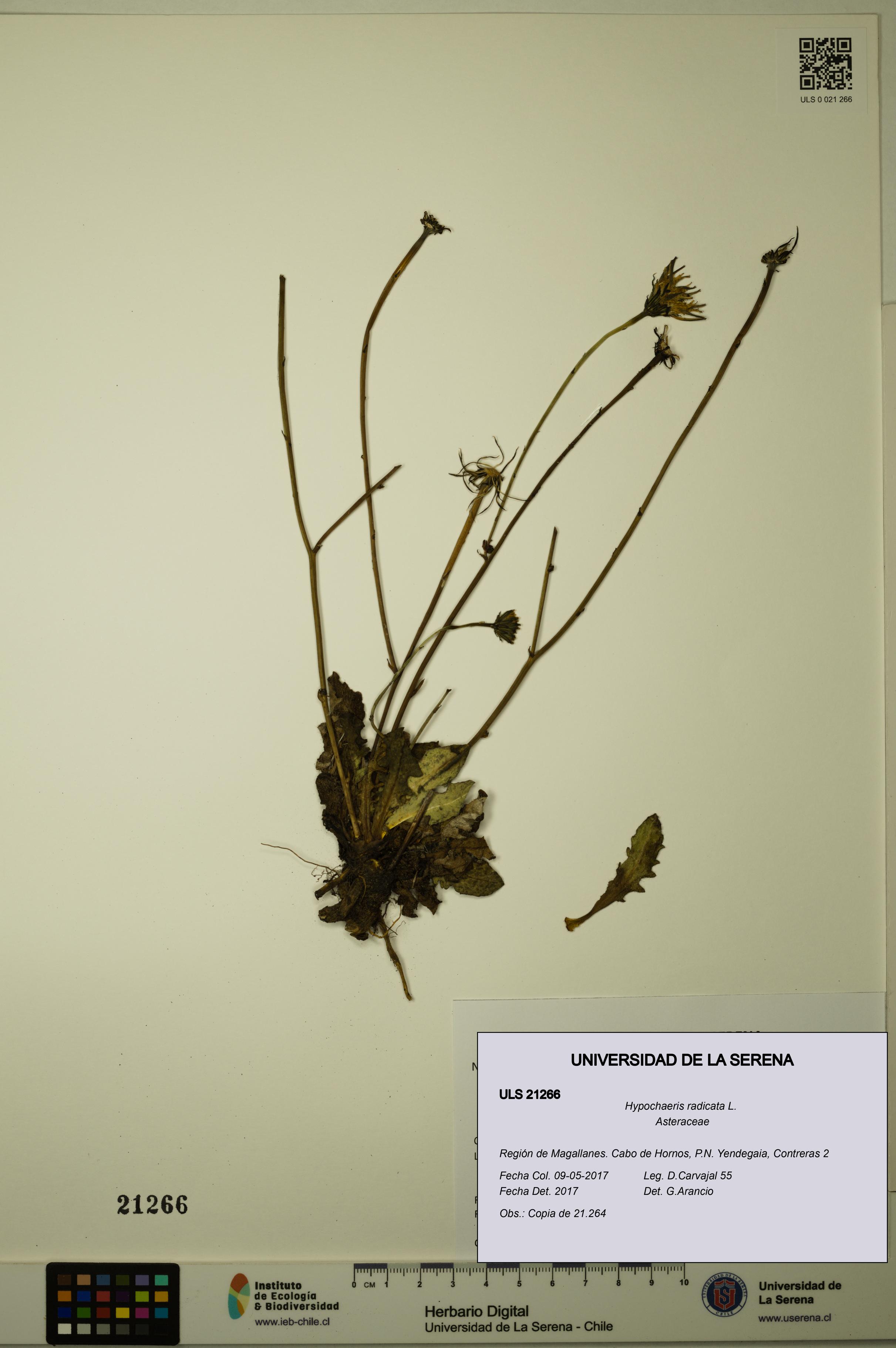 Hypochaeris radicata [Espécimen: ULS:ULS:0021266]