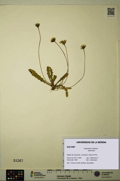 Hypochaeris radicata [Espécimen: ULS:ULS:0021267]