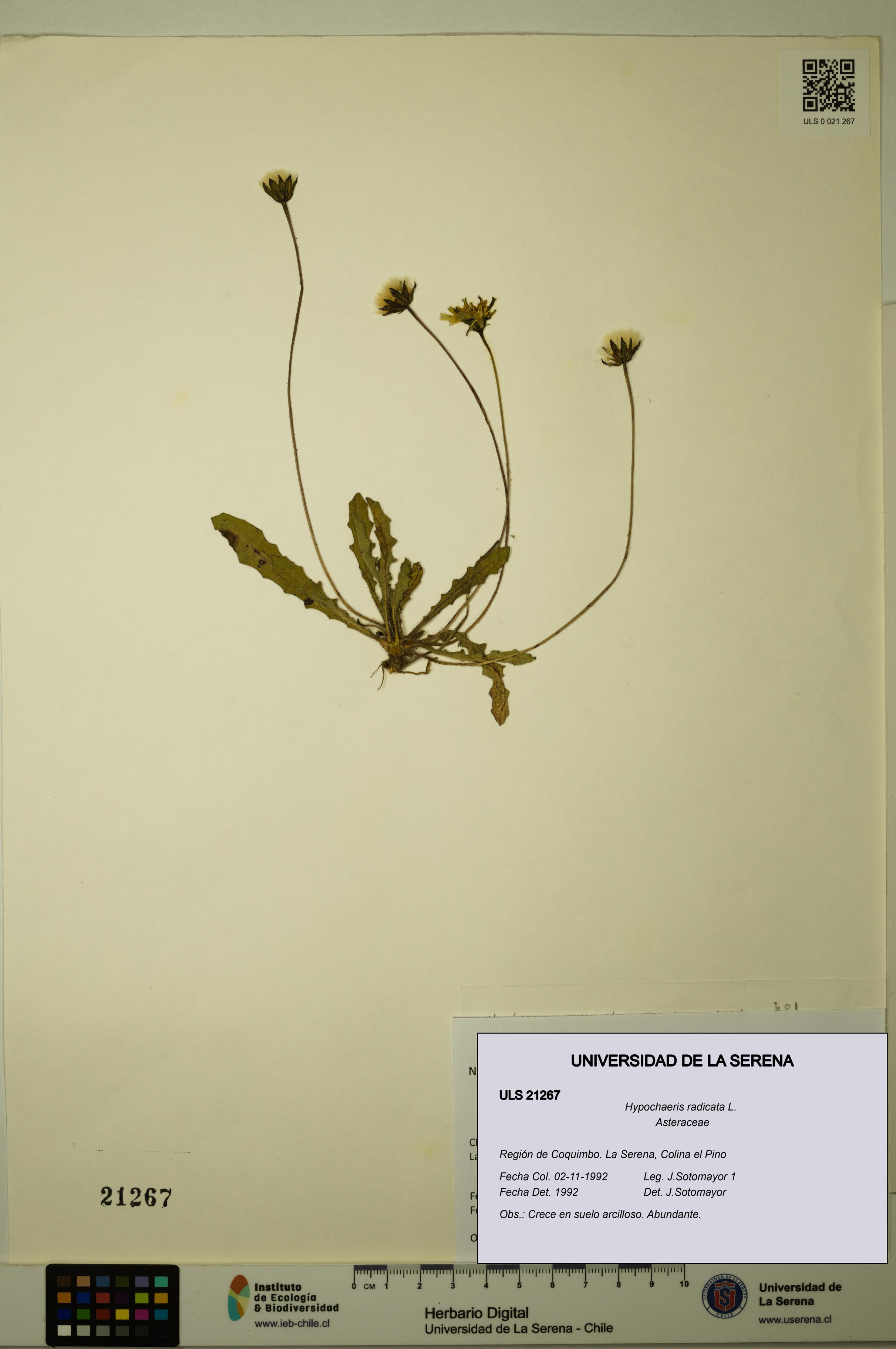 Hypochaeris radicata [Espécimen: ULS:ULS:0021267]