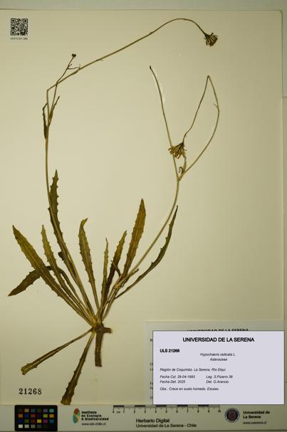 Hypochaeris radicata [Espécimen: ULS:ULS:0021268]