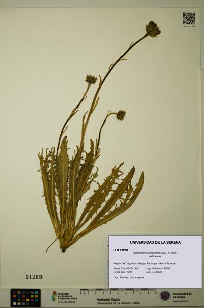 Hypochaeris scorzonerae [Espécimen: ULS:ULS:0021269]