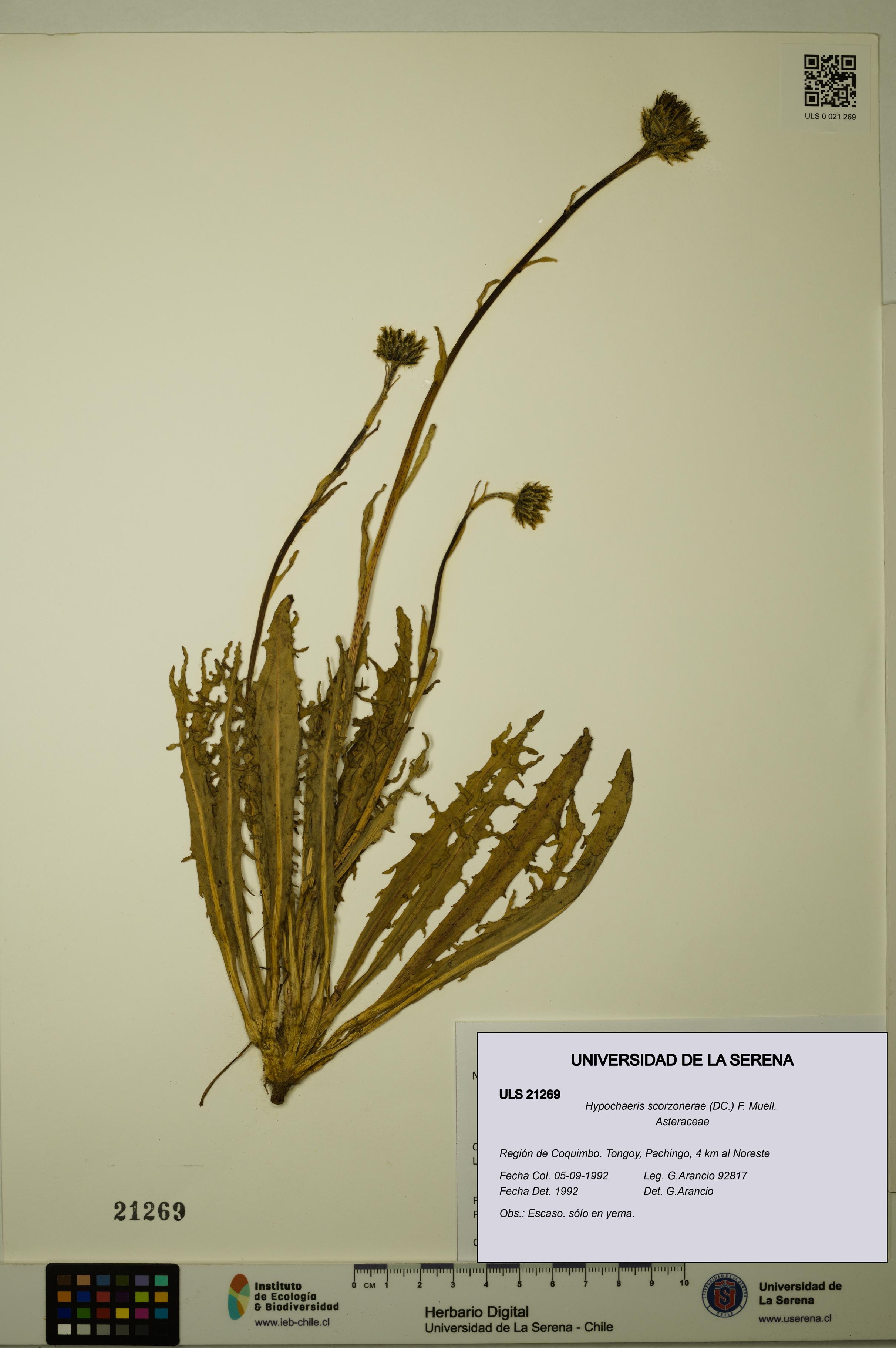 Hypochaeris scorzonerae [Espécimen: ULS:ULS:0021269]